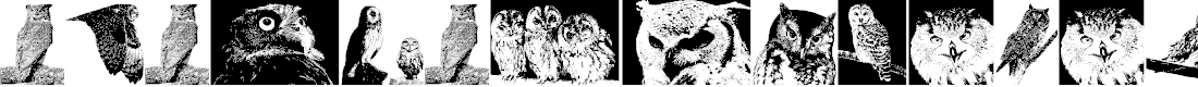 Preview image for AParliamentofOwls3