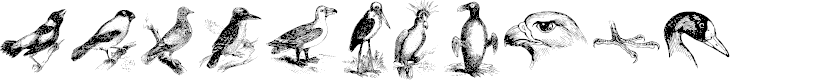 Preview image for birds a